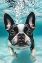 Boston Terrier dog swimming underwater in swimming pool. Royalty Free Stock Photo